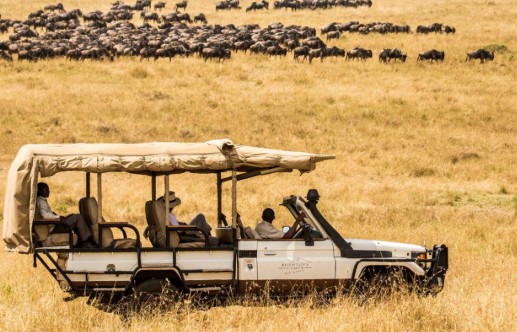 Wildlife Excursions