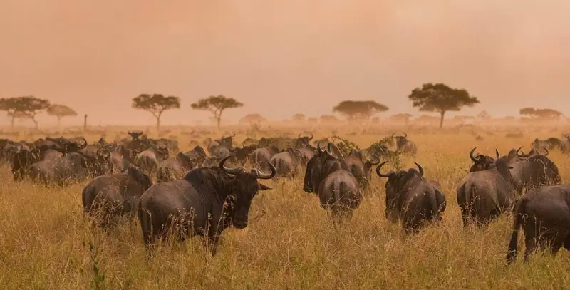 Explore Safari tours and safaris in Tanzania